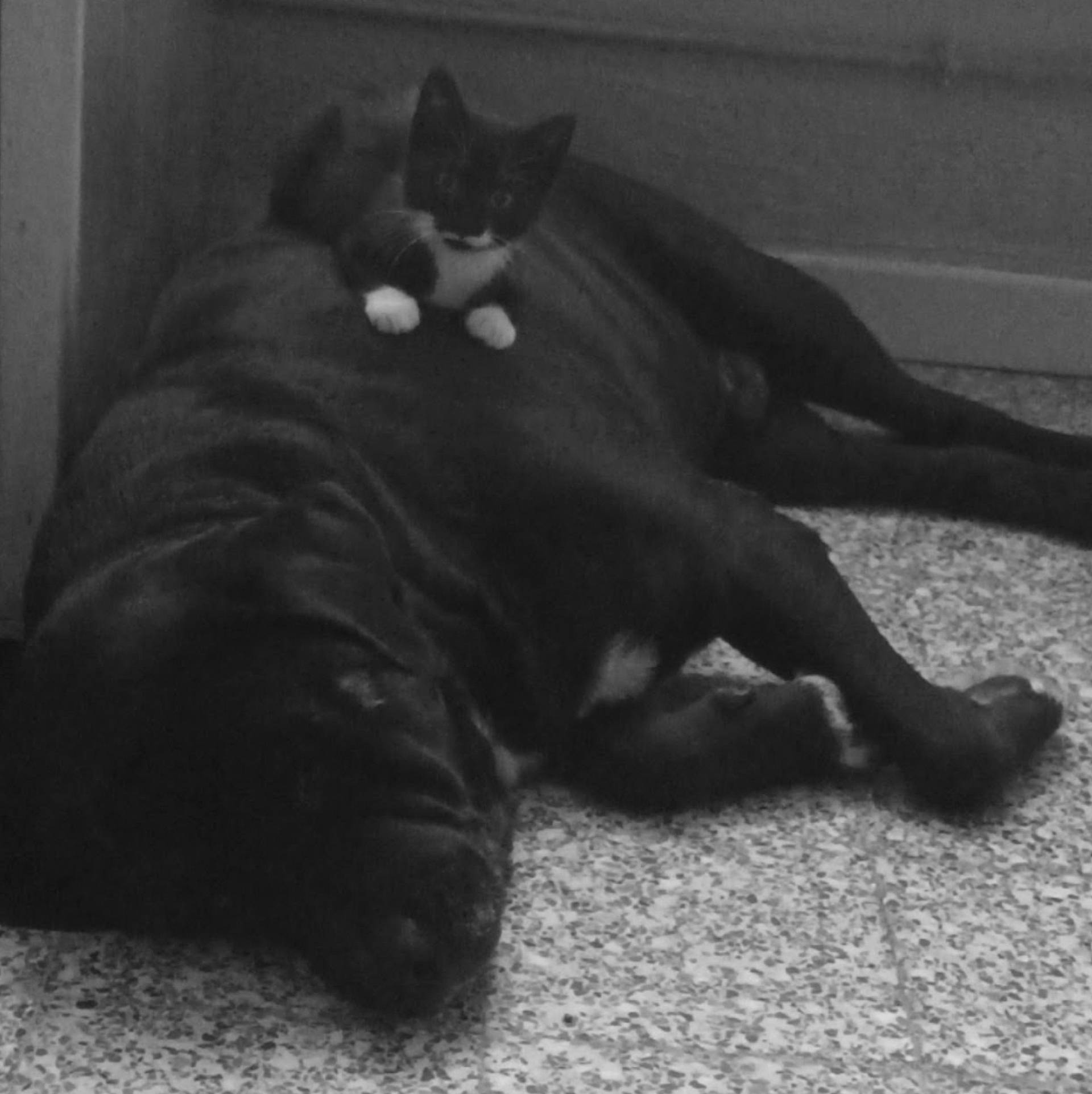 Maïka a rejoint le concours — aidez-le/la à gagner de superbes lots ! black_cat, canidae, carnivore, cat, claw, comfort, dog_breed, domestic_short_haired_cat, felidae, flooring, fur, grey, monochrome, monochrome_photography, paw, small_to_medium_sized_cats, snout, tail, terrestrial_animal, whiskers