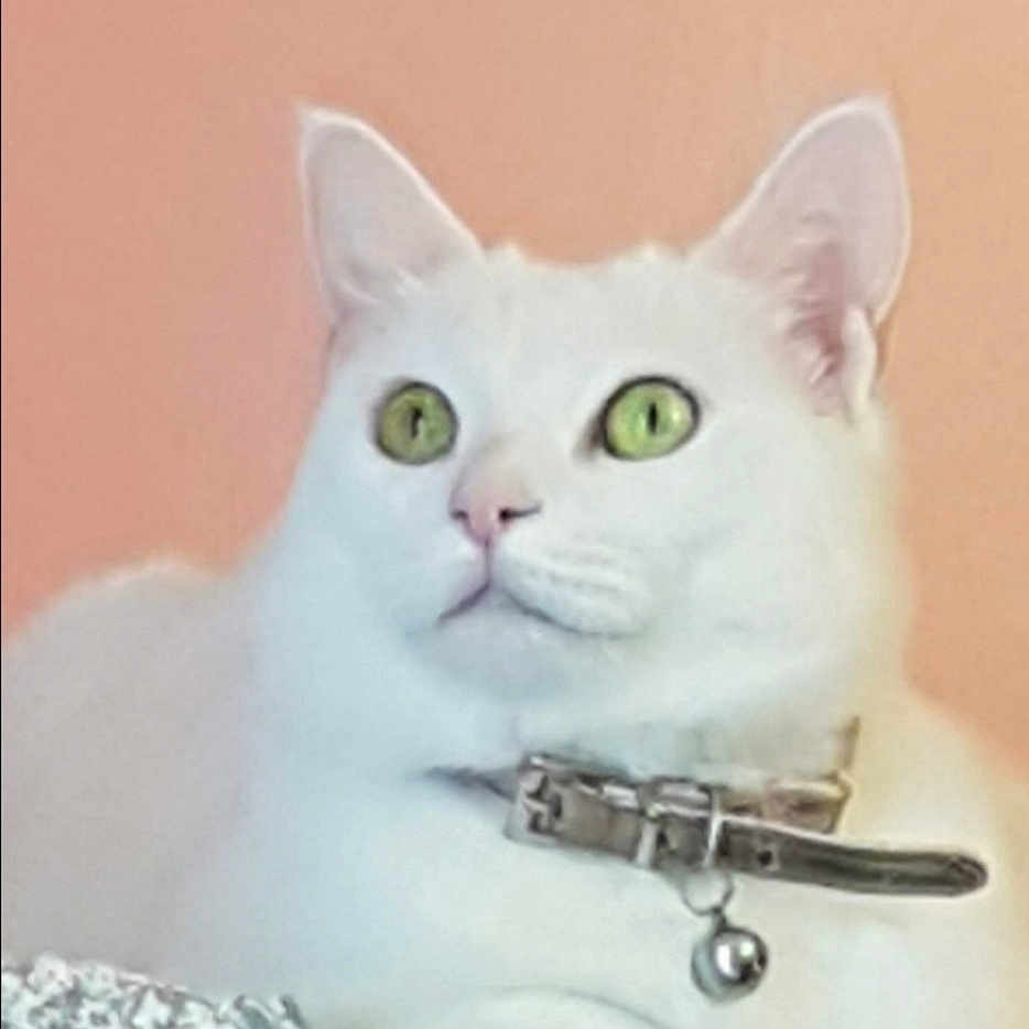 Poppy joined the competition — help win amazing prizes! abyssinian, angora, animal, cat, computer, computerhardware, doctor, electronics, handcuffs, hardware, kitten, mobilephone, monitor, pc, person, pet, phone, screen, text, tv