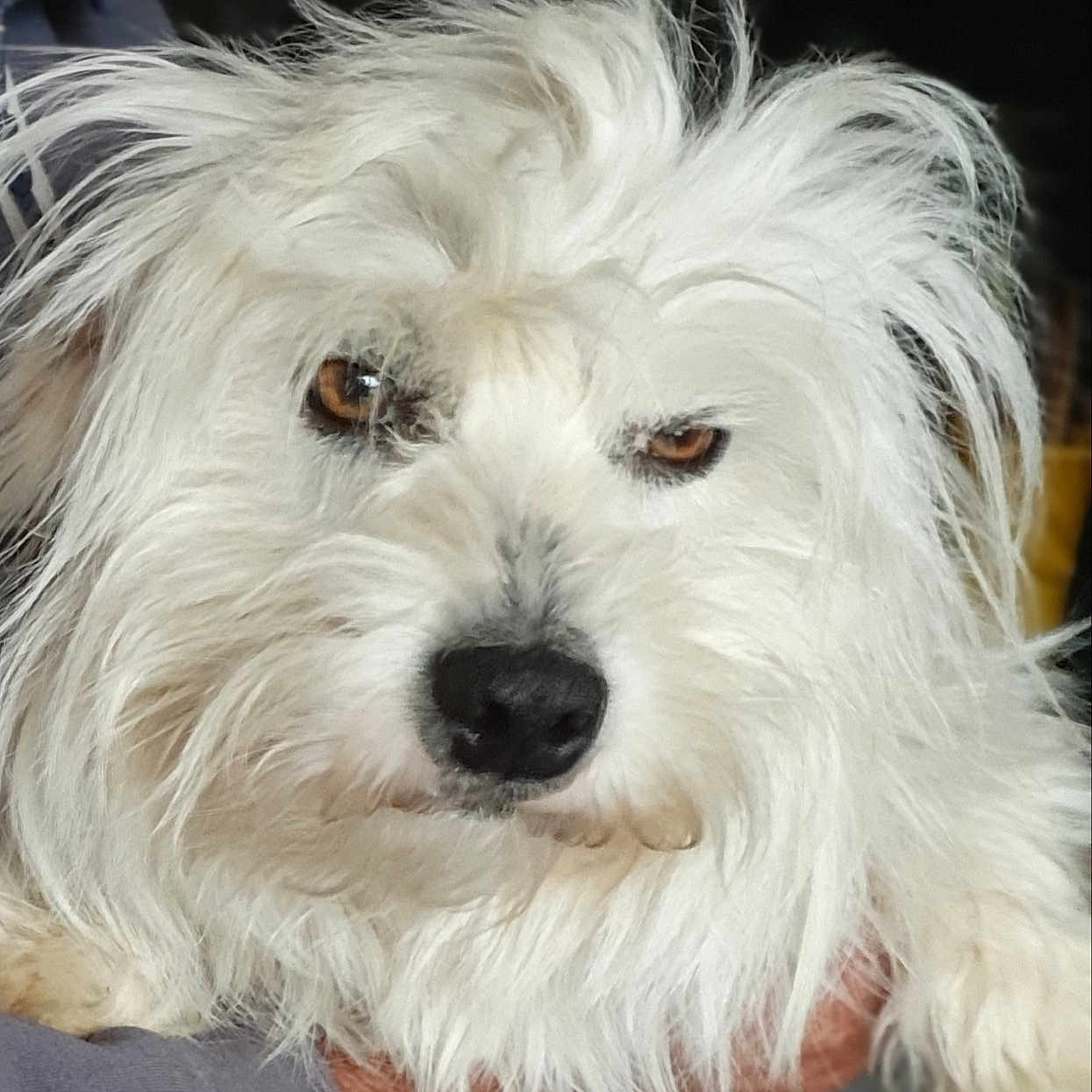 Peluche a rejoint le concours — aidez-le/la à gagner de superbes lots ! animal, brown_eyes, canine, close_up, companion, cute, dog, expression, face, fluffy, fur_texture, hair, indoor, messy_fur, muzzle, nose, pet, portrait, whiskers, white_fur