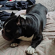 Diesel joined the competition — help win amazing prizes! dog, black_and_white, blanket, carpet, indoor, resting, paw, toy, sleepy, fur, pet, mammal, canine, comfort, relaxation, household, floor, blanket_texture, domestic, animal