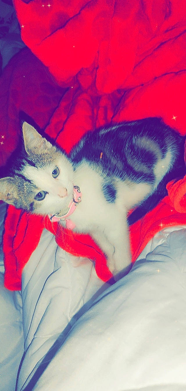 Dior participe au concours pour gagner de l'argent avec cette photo : art, azure, carnivore, cat, cloud, comfort, electric_blue, felidae, fur, illustration, lap, linens, mammal, paw, small_to_medium_sized_cats, snout, tail, textile, vertebrate, whiskers