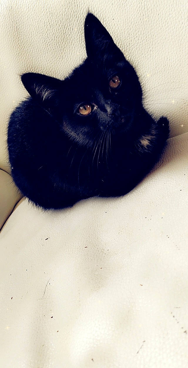 Paname a rejoint le concours — aidez-le/la à gagner de superbes lots ! black, black_cat, black_hair, bombay, carnivore, cat, domestic_short_haired_cat, ear, eye, felidae, fur, kitten, nose, polydactyl_cat, small_to_medium_sized_cats, snout, whiskers