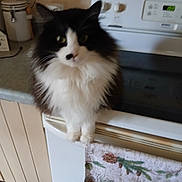 Preciouse is registered to the contest to win money with this photo: animal, appliance, bear, black_and_white, cat, closeup, countertop, curious, decorative, domestic, feline, fluffy, household, indoor, kitchen, oven, pet, pine_cones, stove, towel