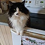 animal, appliance, bear, black_and_white, cat, closeup, countertop, curious, decorative, domestic, feline, fluffy, household, indoor, kitchen, oven, pet, pine_cones, stove, towel