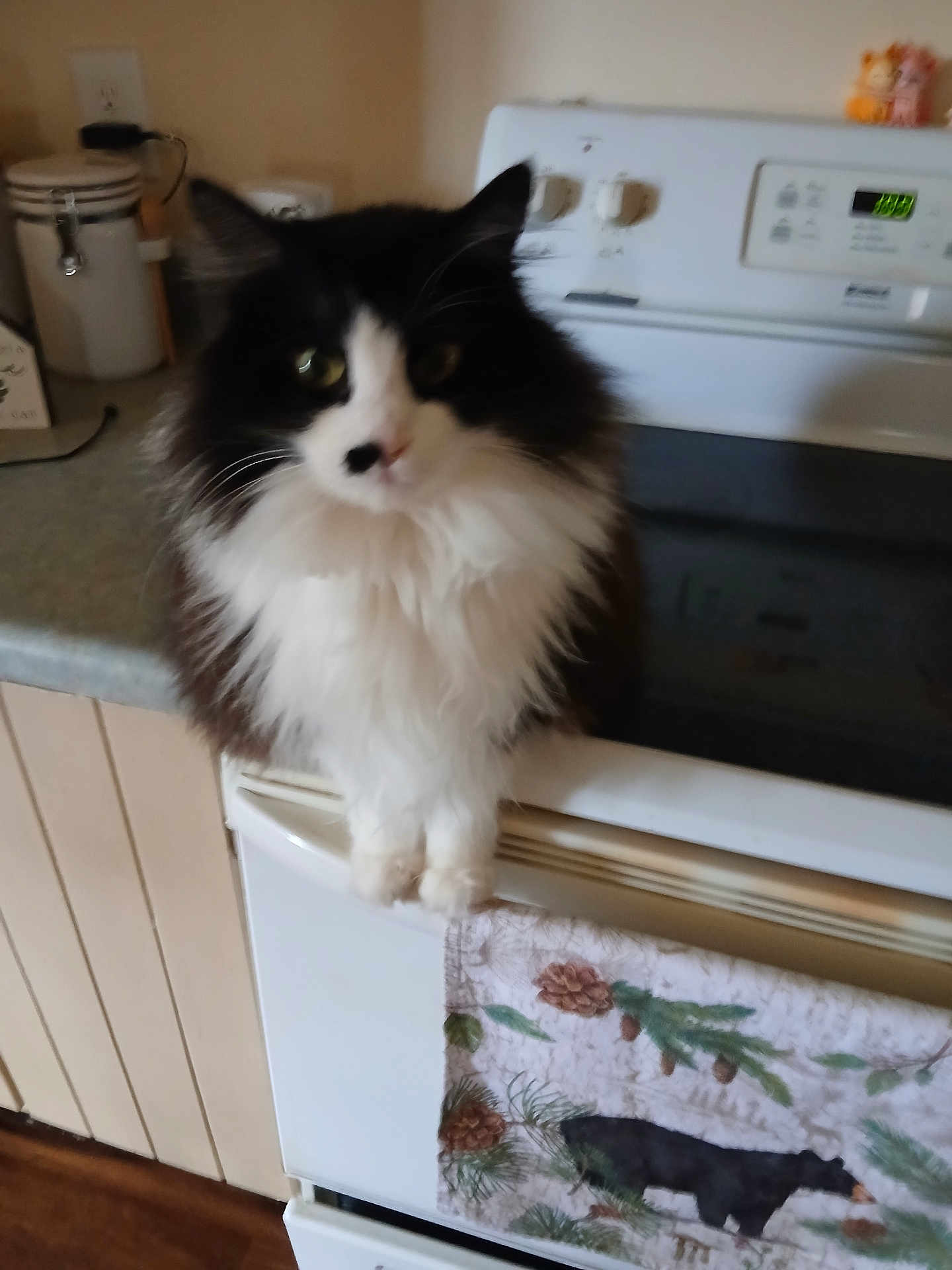 Preciouse is registered to the contest to win money with this photo: animal, appliance, bear, black_and_white, cat, closeup, countertop, curious, decorative, domestic, feline, fluffy, household, indoor, kitchen, oven, pet, pine_cones, stove, towel