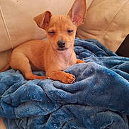 Ren joined the competition — help win amazing prizes! animal, blanket, blue_blanket, brown_dog, companion, couch, cozy, cute, dog, fur, home, indoors, mammal, paw, pet, puppy, relaxed, small_dog, sofa, winking