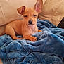 animal, blanket, blue_blanket, brown_dog, companion, couch, cozy, cute, dog, fur, home, indoors, mammal, paw, pet, puppy, relaxed, small_dog, sofa, winking