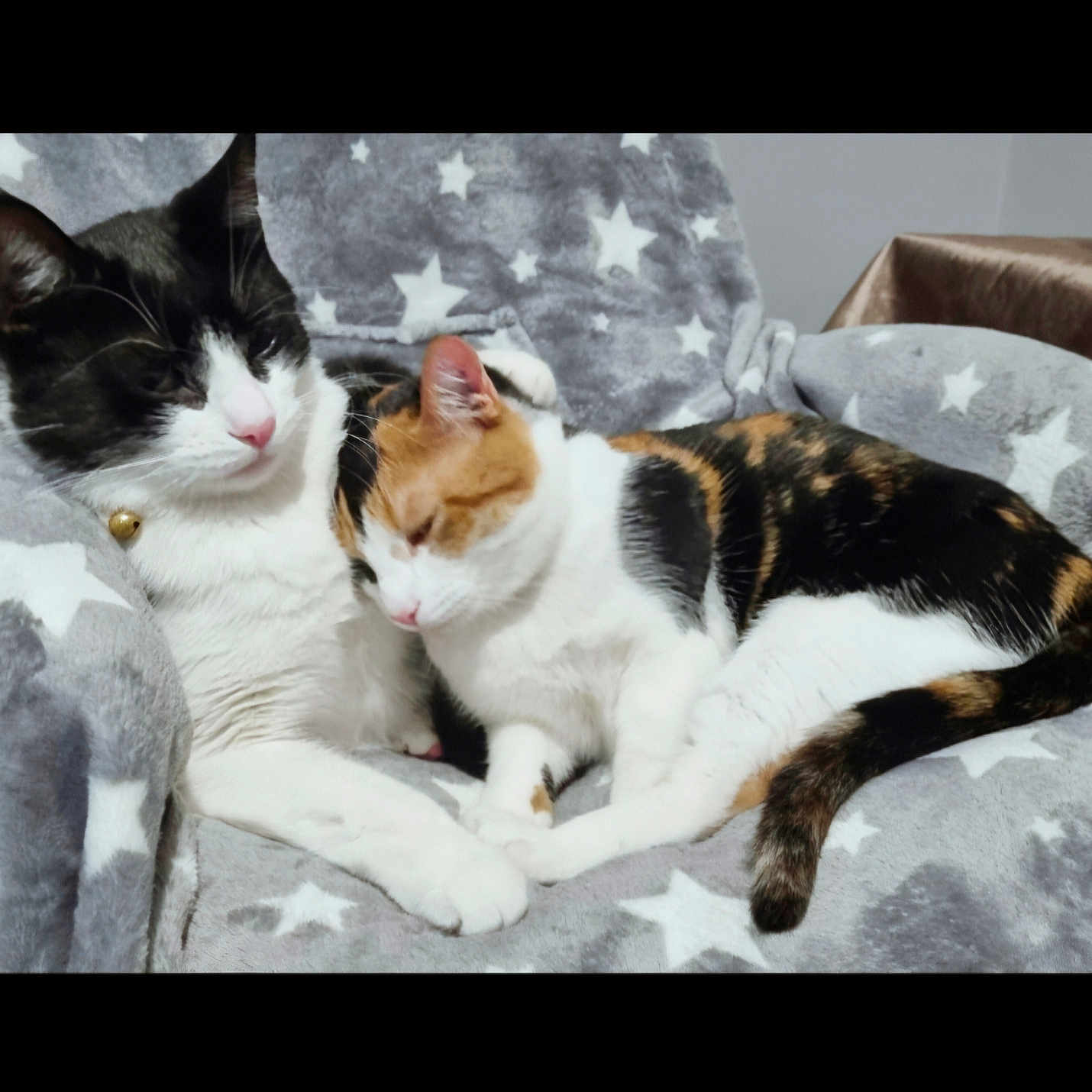 Levi And Aura joined the competition — help win amazing prizes! abyssinian, animal, architecture, armchair, building, cat, chair, couch, cushion, furniture, homedecor, indoors, interiordesign, kitten, livingroom, manx, person, pet, room, sleeping
