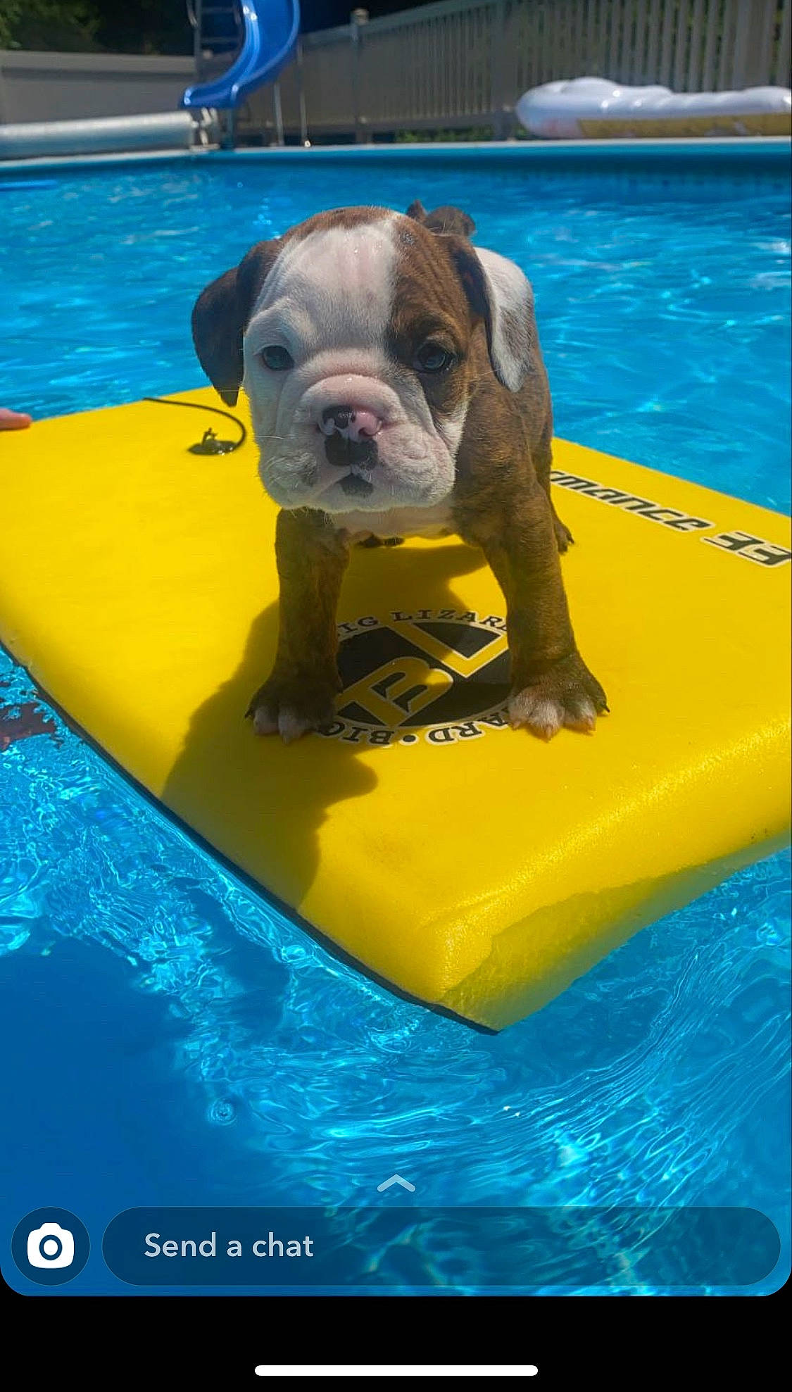 Ottis is registered to the contest to win money with this photo: american_bulldog, boxer, bulldog, canidae, carnivore, dog, dog_breed, fawn, games, leisure, mammal, non_sporting_group, vertebrate
