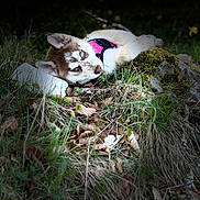Bella a rejoint le concours — aidez-le/la à gagner de superbes lots ! puppy, dog, husky, blue_eyes, grass, leaves, outdoor, nature, animal, pet, lying_down, harness, young_dog, mammal, fur, canine, relaxed, closeup, wildlife, daylight