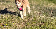 Bella a rejoint le concours — aidez-le/la à gagner de superbes lots ! dog, puppy, running, grass, outdoor, sunlight, field, harness, pink, brown, white, animal, nature, happy, playful, pet, canine, summer, green, blurred_background