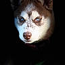 Bella participe au concours pour gagner de l'argent avec cette photo : husky, dog, close_up, blue_eyes, face, portrait, animal, pet, fur, canine, ears, snout, dirt, nature, outdoor, dark_background, muzzle, alert, expression, wildlife