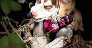 Bella a rejoint le concours — aidez-le/la à gagner de superbes lots ! animal, blue_eyes, branch, chewing, closeup, daylight, dog, forest_floor, fur, harness, husky, leaves, nature, outdoor, pet, pink_harness, portrait, puppy, shadow, twigs