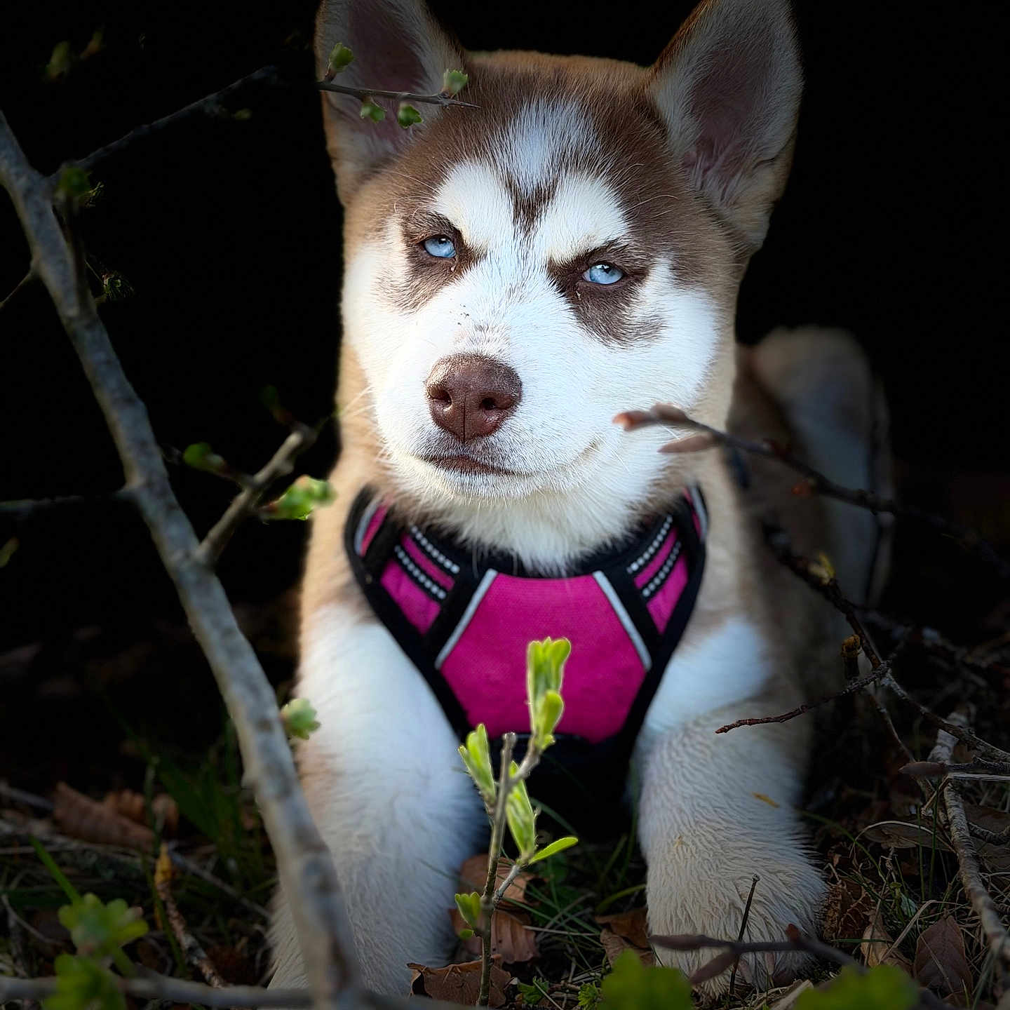 Bella participe au concours pour gagner de l'argent avec cette photo : dog, husky, puppy, blue_eyes, pink_harness, outdoor, nature, green_leaves, twigs, animal, fur, portrait, canine, young, resting, shaded, close_up, cute, pet, forest_floor