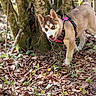 Bella participe au concours pour gagner de l'argent avec cette photo : dog, puppy, husky, forest, leaves, nature, outdoor, animal, pet, harness, tree, greenery, curious, walking, young, brown, white, moss, sunlight, exploring