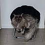 Osiris participe au concours pour gagner de l'argent avec cette photo : cat, fluffy, gray, yellow_eyes, chair, black_chair, indoor, pet, animal, feline, fur, tail, floor, minimalist, home, relaxed, sitting, looking, domestic, cute