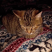 Tuna is registered to the contest to win money with this photo: animal, bedroom, blanket, cat, closeup, comfort, cozy, feline, fur, indoor, patterned_blanket, pet, reindeer_pattern, resting, sleeping, snowflake_pattern, soft, tabby_cat, warm, whiskers