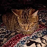 animal, bedroom, blanket, cat, closeup, comfort, cozy, feline, fur, indoor, patterned_blanket, pet, reindeer_pattern, resting, sleeping, snowflake_pattern, soft, tabby_cat, warm, whiskers