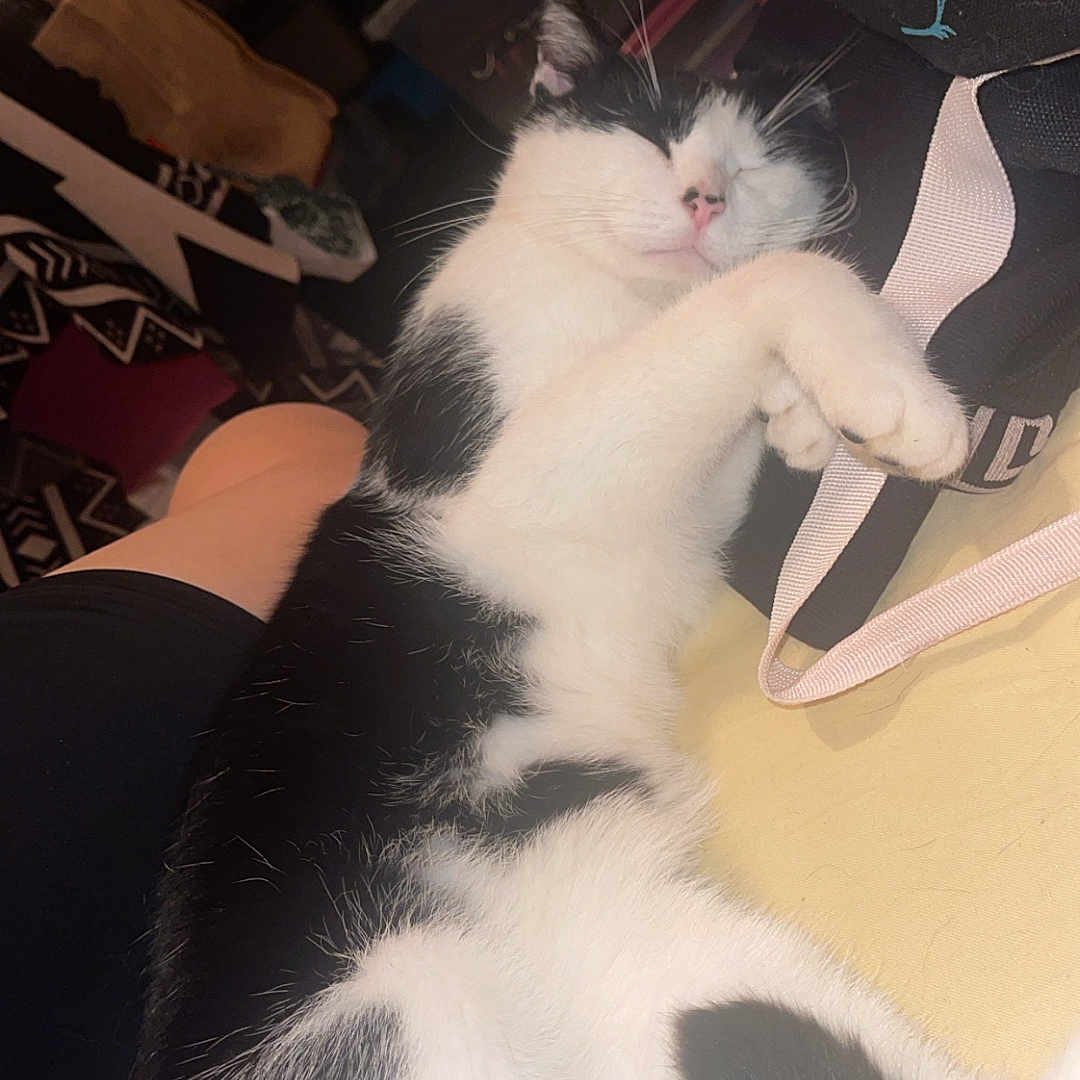 Hollister a rejoint le concours — aidez-le/la à gagner de superbes lots ! animal, architecture, building, cat, chair, clothing, couch, footwear, furniture, indoors, kitten, livingroom, manx, person, pet, room, sandal, shoe, sleeping, wood