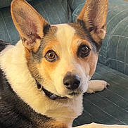 Sparkey is registered to the contest to win money with this photo: dog, pet, corgi, ears, brown_eyes, fur, collar, couch, indoor, resting, canine, domestic_animal, looking_at_camera, comfortable, portrait, close_up, animal, mammal, friendly, household