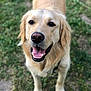 dog, golden_retriever, pet, animal, grass, outdoor, canine, happy, smiling, fur, muzzle, ears, tongue, teeth, collar, nature, friendly, looking_up, domestic_animal, walking