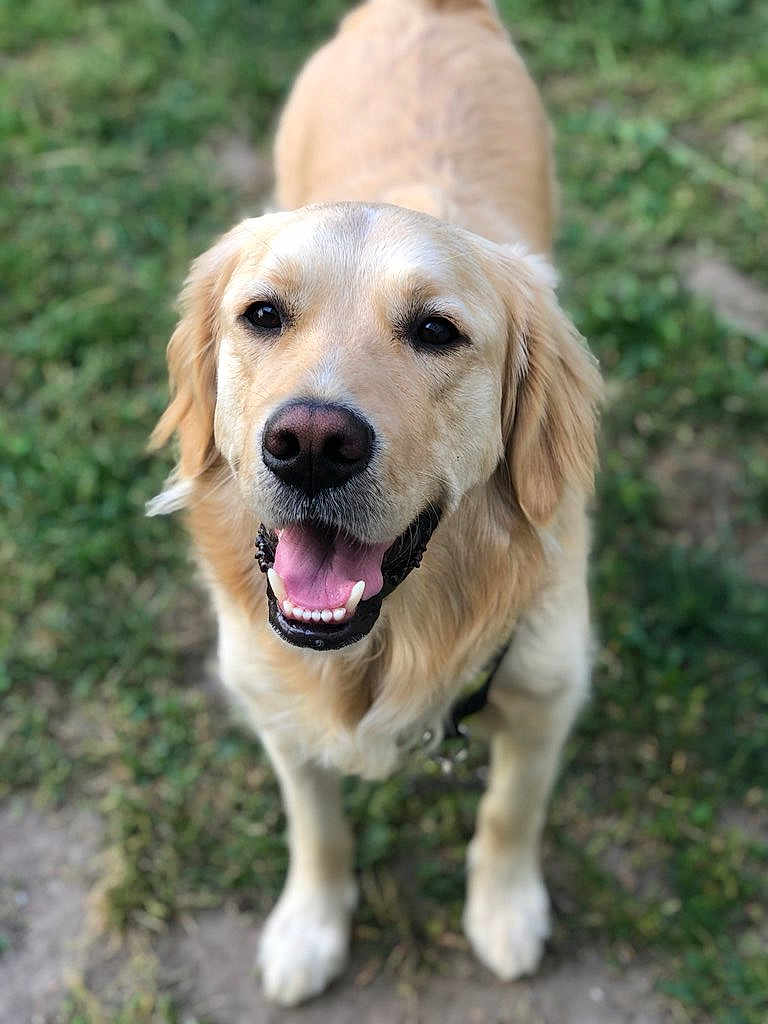 Naiko participe au concours pour gagner de l'argent avec cette photo : dog, golden_retriever, pet, animal, grass, outdoor, canine, happy, smiling, fur, muzzle, ears, tongue, teeth, collar, nature, friendly, looking_up, domestic_animal, walking