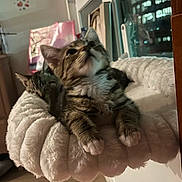 Michi is registered to the contest to win money with this photo: animal, cat, closeup, cozy, curious, cute, domestic_cat, fluffy, fur, indoor, kitten, paw, pet_bed, relaxed, resting, sleeping, soft, tabby, whiskers, young