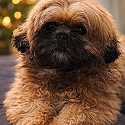 Atao participe au concours pour gagner de l'argent avec cette photo : dog, fluffy, curly_hair, pet, animal, portrait, close_up, brown, cute, indoors, cozy, soft_lighting, bokeh, relaxed, face, fur, resting, companion, cute_pet, holiday