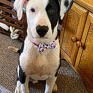 Patches Smith joined the competition — help win amazing prizes! dog, indoor, bow_tie, black_and_white, sitting, carpet, wooden_furniture, pet, animal, curious, cute, collar, face_markings, paw, ears, nose, tongue_hidden, looking, close_up, domestic