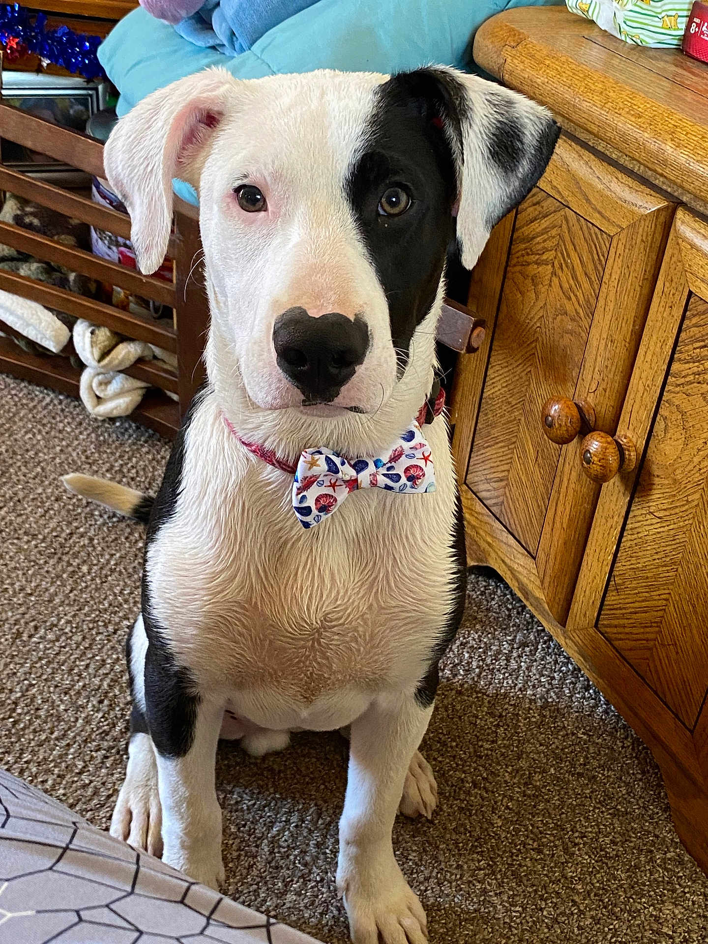 Patches Smith joined the competition — help win amazing prizes! dog, indoor, bow_tie, black_and_white, sitting, carpet, wooden_furniture, pet, animal, curious, cute, collar, face_markings, paw, ears, nose, tongue_hidden, looking, close_up, domestic