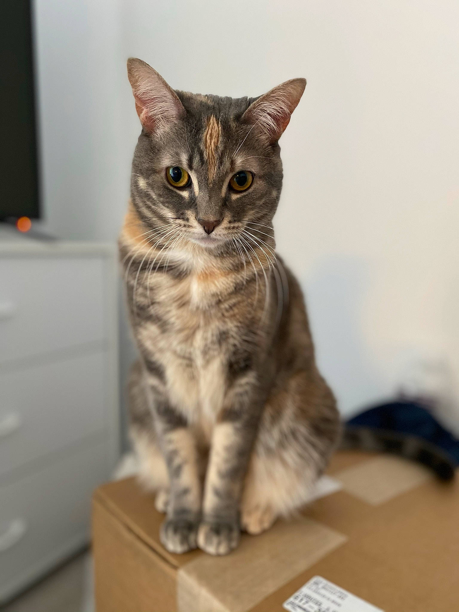 Cheetos is registered to the contest to win money with this photo: cabinetry, carnivore, cat, chest, chest_of_drawers, cupboard, domestic_short_haired_cat, drawer, dresser, felidae, fur, paw, small_to_medium_sized_cats, snout, tail, terrestrial_animal, whiskers