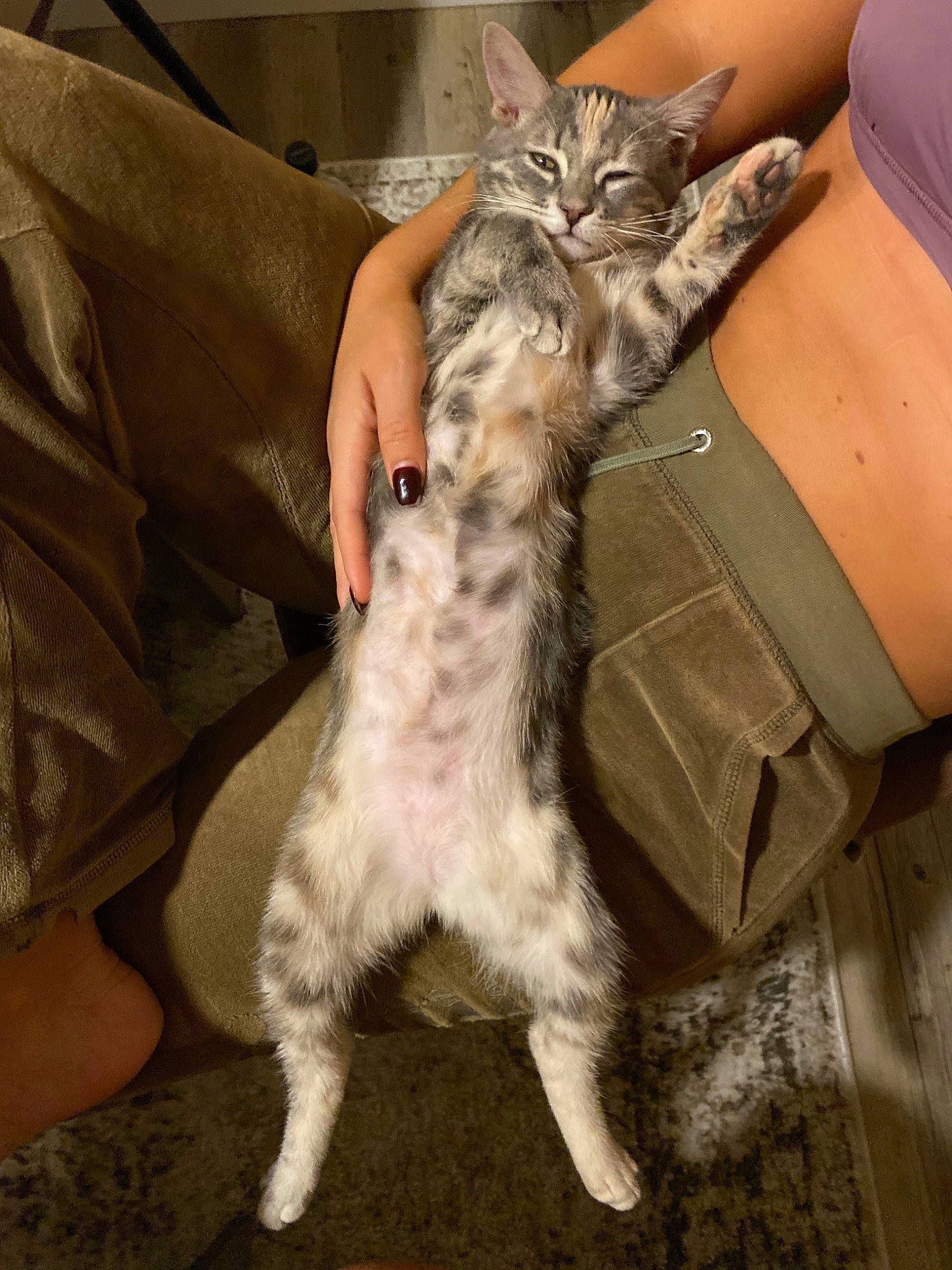 Cheetos joined the competition — help win amazing prizes! carnivore, cat, claw, comfort, domestic_short_haired_cat, felidae, fur, gesture, human_leg, lap, nail, paw, small_to_medium_sized_cats, tail, terrestrial_animal, whiskers, wildlife_biologist