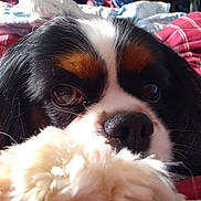Maverick a rejoint le concours — aidez-le/la à gagner de superbes lots ! dog, cavalier_king_charles_spaniel, close_up, pet, fur, nose, eyes, bed, blanket, indoor, cozy, black, white, brown, animal, cute, portrait, soft, rest, relaxation