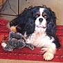 dog, cavalier_king_charles_spaniel, stuffed_toy, red_rug, carpet, indoor, pet, animal, black_white_brown, laying_down, fur, cute, companion, paw, home, cozy, toy, relaxed, portrait, canine