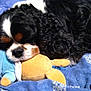 Maverick a rejoint le concours — aidez-le/la à gagner de superbes lots ! dog, cavalier_king_charles_spaniel, stuffed_toy, blue_blanket, sleeping, cute, pet, fur, indoors, resting, cozy, animal, companion, soft_toy, bedroom, curly_fur, black_white_brown, lying_down, relaxed, snuggling