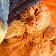 Kush joined the competition — help win amazing prizes! cat, ginger_cat, close_up, sleepy, whiskers, paw, fur, cozy, blanket, indoors, cute, pet, animal, relaxed, resting, orange_fur, face, nose, eye, feline