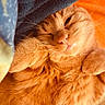cat, ginger_cat, close_up, sleepy, whiskers, paw, fur, cozy, blanket, indoors, cute, pet, animal, relaxed, resting, orange_fur, face, nose, eye, feline