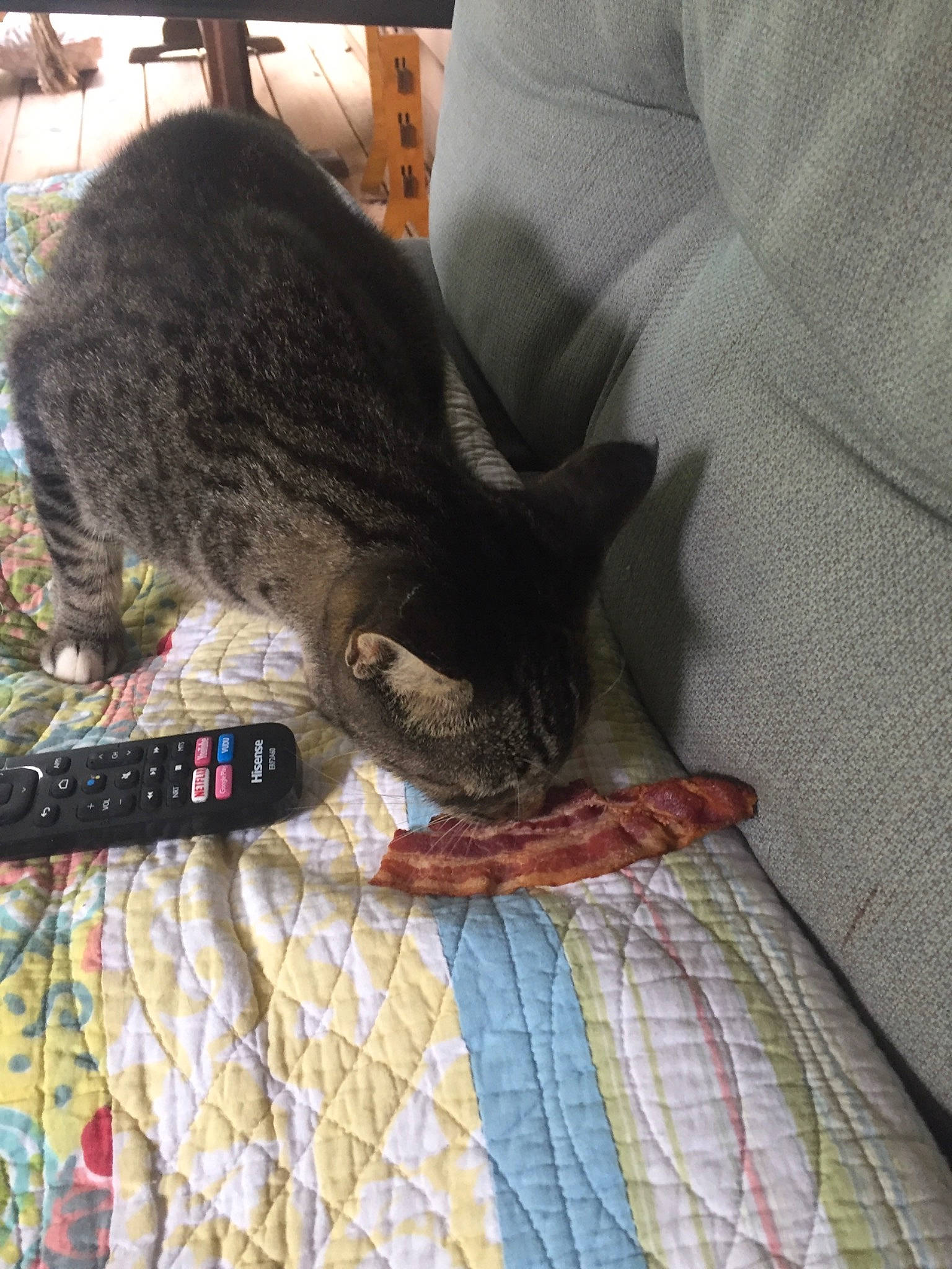 Olive joined the competition — help win amazing prizes! black_cat, carnivore, cat, claw, comfort, domestic_short_haired_cat, fawn, felidae, fur, grey, human_leg, lap, linens, pattern, small_to_medium_sized_cats, snout, tail, textile, tree, whiskers