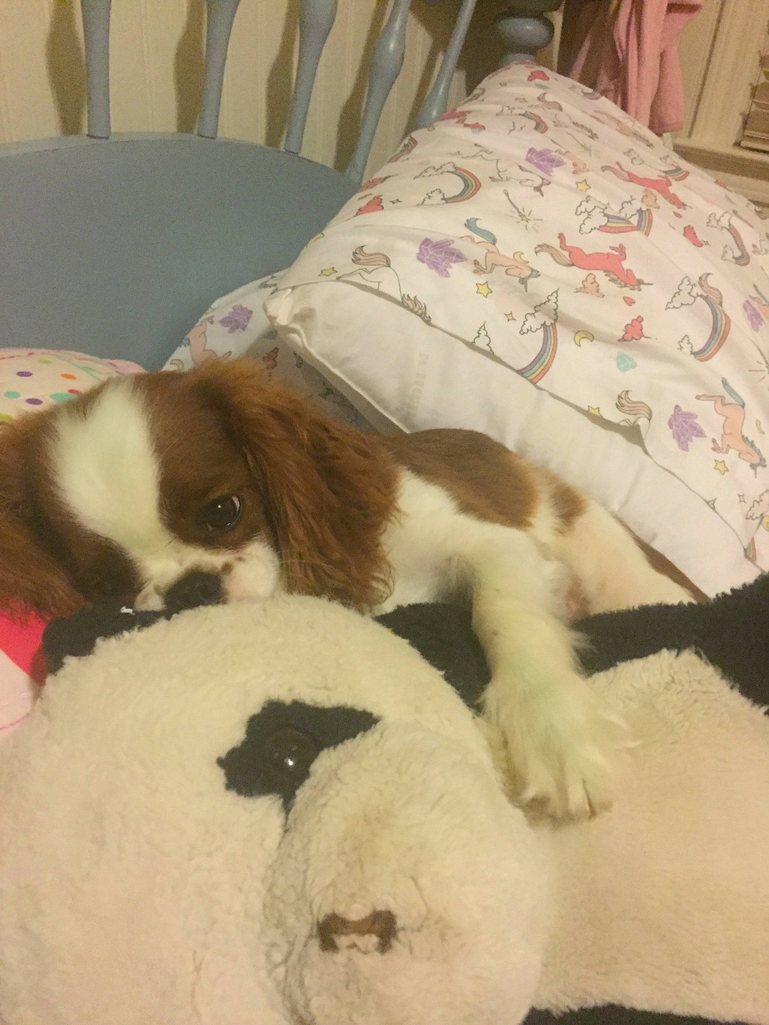 Millie is registered to the contest to win money with this photo: bedding, canidae, carnivore, comfort, companion_dog, dog, dog_breed, fawn, fur, furniture, hardwood, linens, liver, room, snout, sporting_group, stuffed_toy, tail, toy, working_animal