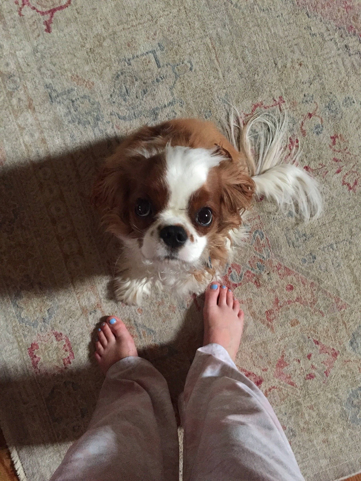 Millie is registered to the contest to win money with this photo: canidae, carnivore, comfort, companion_dog, dog, dog_breed, dog_supply, eyewear, fashion_accessory, fawn, foot, fur, glasses, king_charles_spaniel, liver, pattern, paw, sporting_group, toy_dog, working_animal