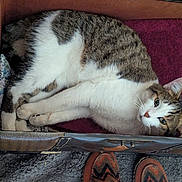 Mr.meowgi is registered to the contest to win money with this photo: cat, tabby, white, cardboard_box, towel, purple, carpet, slippers, indoor, pet, relaxed, lying_down, feline, cozy, homely, curious, paw, ears, whiskers, fur