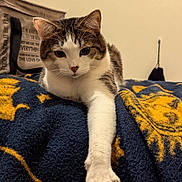 Me.meowgi joined the competition — help win amazing prizes! cat, tabby, white, paw, blanket, navy_blue, yellow, indoor, pet, feline, relaxed, curious, animal, fur, whiskers, ear, face, claw, home, tote_bag