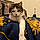 Me.meowgi