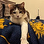 cat, tabby, white, paw, blanket, navy_blue, yellow, indoor, pet, feline, relaxed, curious, animal, fur, whiskers, ear, face, claw, home, tote_bag