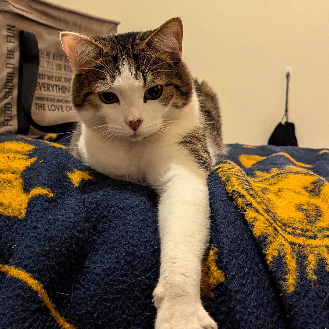 Me.meowgi joined the competition — help win amazing prizes! animal, blanket, cat, claw, curious, ear, face, feline, fur, home, indoor, navy_blue, paw, pet, relaxed, tabby, tote_bag, whiskers, white, yellow