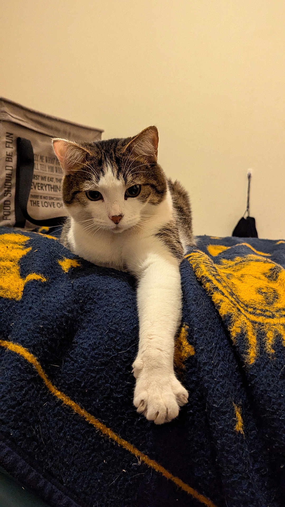 Me.meowgi joined the competition — help win amazing prizes! cat, tabby, white, paw, blanket, navy_blue, yellow, indoor, pet, feline, relaxed, curious, animal, fur, whiskers, ear, face, claw, home, tote_bag