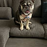 dog, french_bulldog, pet, indoor, couch, seated, looking_at_camera, tongue_out, collar, living_room, furniture, gray, cute, small_dog, ears_up, animal, canine, domestic_animal, face, sitting