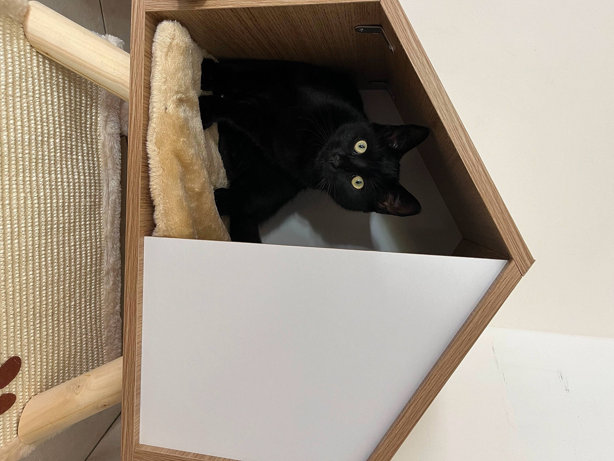 Gucci a rejoint le concours — aidez-le/la à gagner de superbes lots ! black_cat, bombay, box, cardboard, carnivore, carton, cat, cat_supply, domestic_short_haired_cat, felidae, packaging_and_labeling, paper_product, pet_supply, plywood, rectangle, room, small_to_medium_sized_cats, tail, whiskers, wood