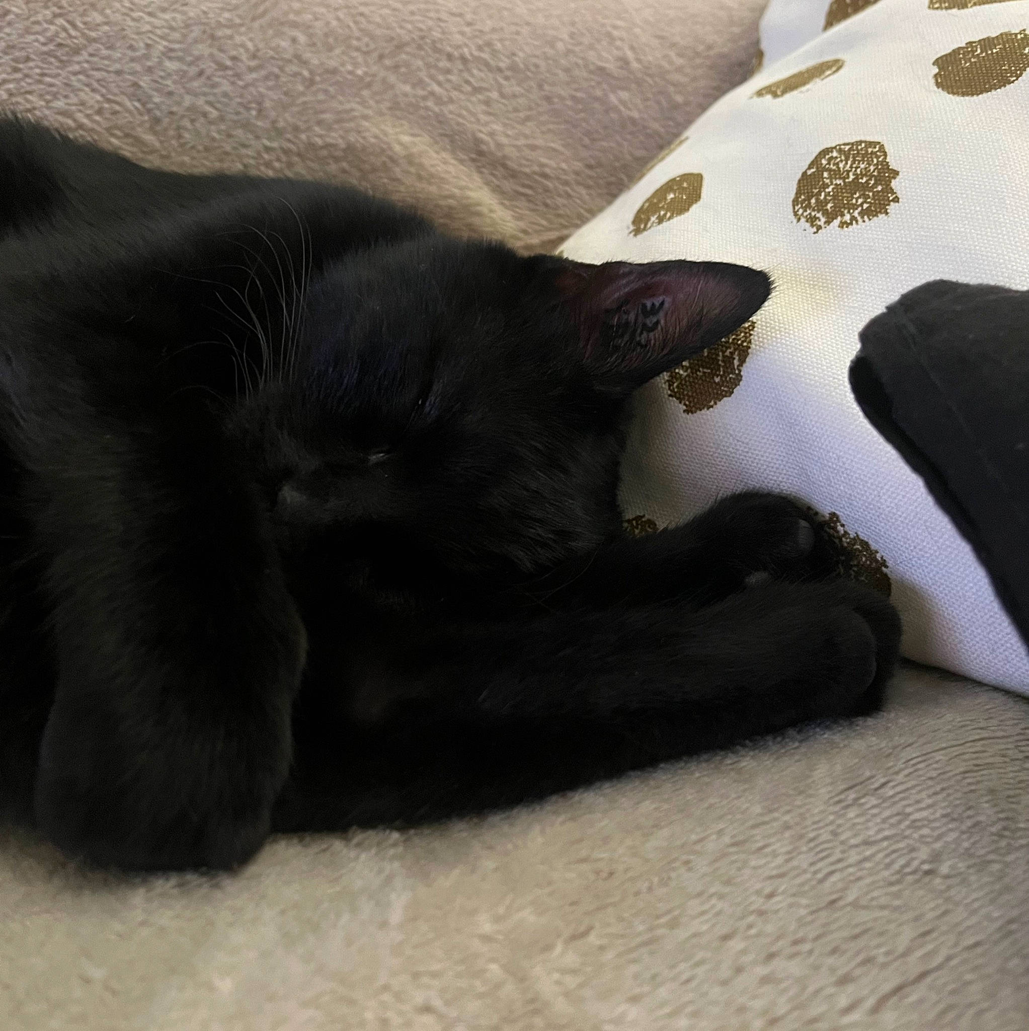 Gucci a rejoint le concours — aidez-le/la à gagner de superbes lots ! black_cat, bombay, carmine, carnivore, cat, comfort, dog_breed, domestic_short_haired_cat, felidae, fur, grey, human_leg, linens, paw, small_to_medium_sized_cats, snout, tail, terrestrial_animal, vertebrate, whiskers