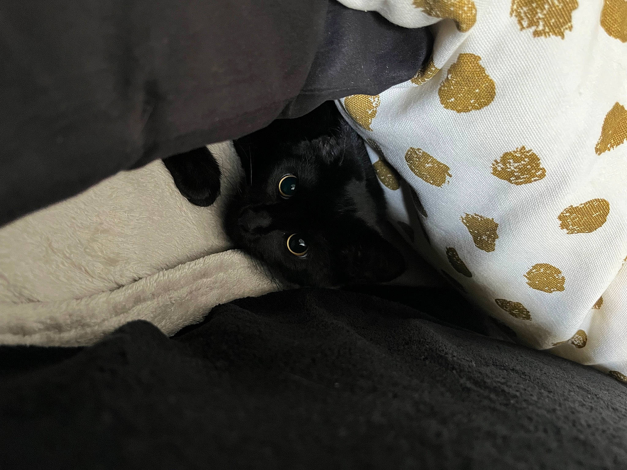 Gucci a rejoint le concours — aidez-le/la à gagner de superbes lots ! baby_toddler_clothing, bag, bedding, carnivore, cat, comfort, denim, electric_blue, fashion_accessory, felidae, fur, grey, human_leg, linens, nail, pattern, paw, sleeve, small_to_medium_sized_cats, thigh